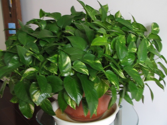 绿色植物可有效缓解空气污染